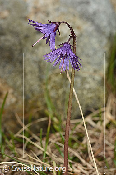 Photo: Soldanella alpina. Blossoms and stem.
