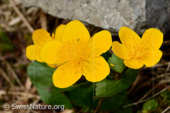 Foto: Sumpf-Dotterblume (Caltha palustris). Blüten.