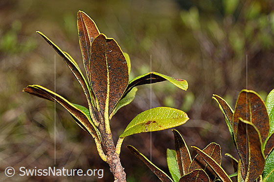 Photo: Rhododendron ferrugineum. Leaves. Leaf underside.