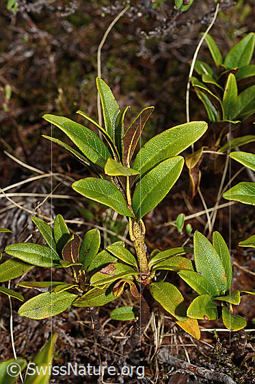 Photo: Rhododendron ferrugineum. Branch with leaves.