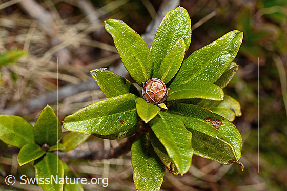 Photo: Rhododendron ferrugineum. Leaves and bud.