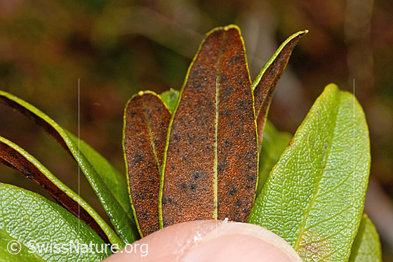 Photo: Rhododendron ferrugineum. Leaf underside.