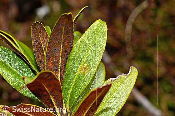 Foto: Rostblättrige Alpenrose (Rhododendron ferrugineum). Blätter. Blattoberseite. Blattunterseite.