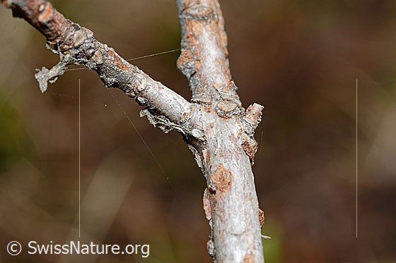 Photo: Rhododendron ferrugineum. Branches.