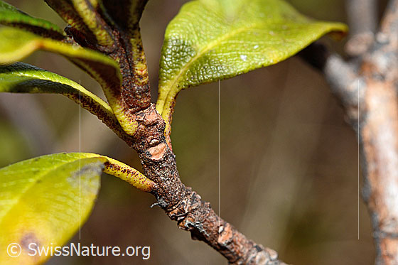 Photo: Rhododendron ferrugineum. Branches and leaves.