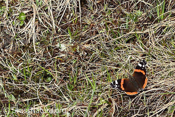 Foto: Admiral (Vanessa atalanta). Flügel geöffnet. Ansicht von schräg oben.