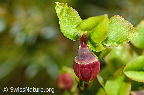 Foto: Heidelbeere (Vaccinium myrtillus). Blüte.