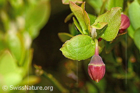 Foto: Heidelbeere (Vaccinium myrtillus). Blüte und Blatt.