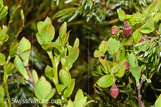 Foto: Heidelbeere (Vaccinium myrtillus). Frische Blätter und Blüten.