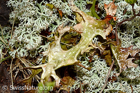 Photo: Cetraria islandica. Right and left probably Cladonia rangiferina.