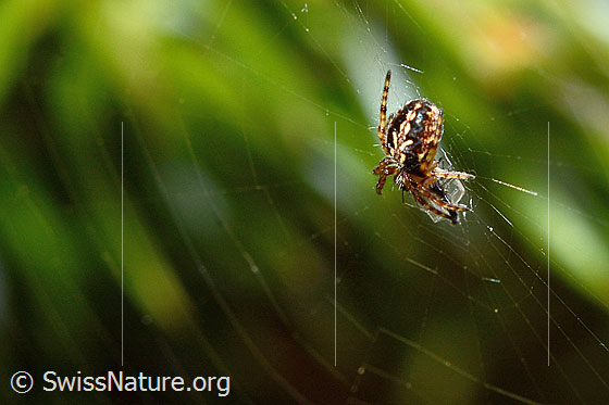 Foto: Eichblatt-Radspinne (Aculepeira ceropegia). Ansicht von seitlich hinten.