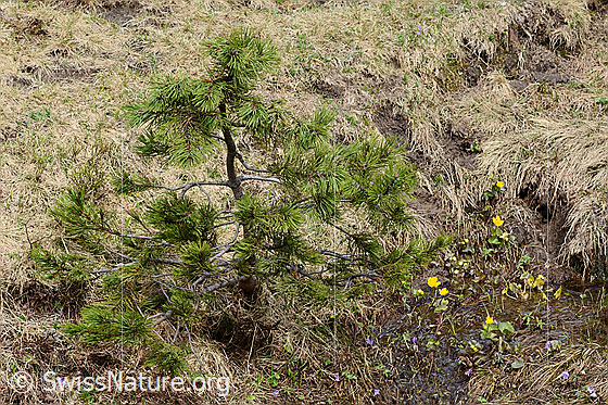 Foto: Bergföhre (Pinus mugo). Junges Exemplar.