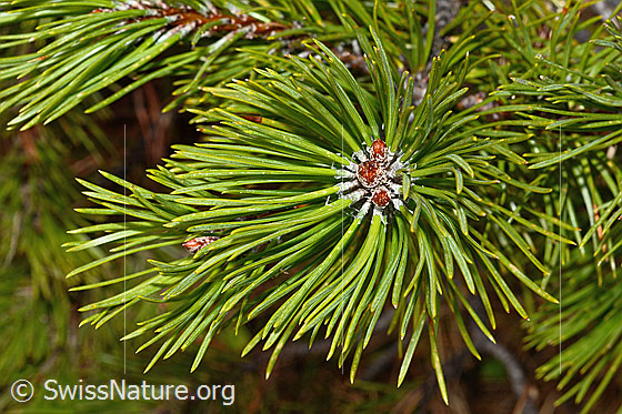 Foto: Bergföhre (Pinus mugo). Nadeln und Triebe.