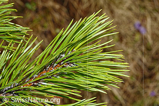 Foto: Bergföhre (Pinus mugo). Ast mit Nadeln.