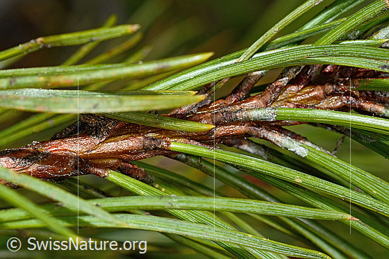 Foto: Bergföhre (Pinus mugo). Ast und Nadeln.