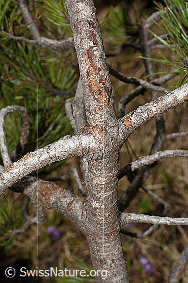 Foto: Bergföhre (Pinus mugo). Stämmchen und Äste.
