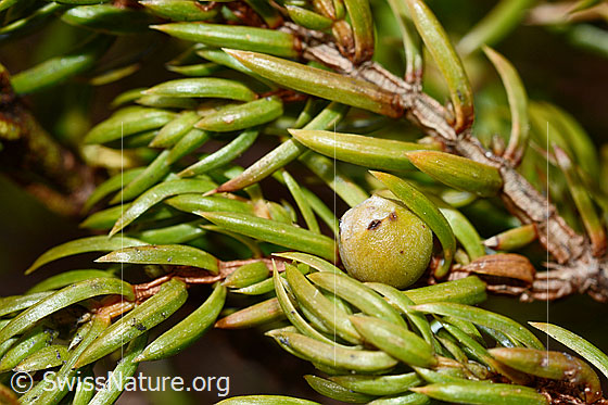 Foto: Alpen-Wacholder (Juniperus communis subsp. saxatilis). Nadeln und Beere.