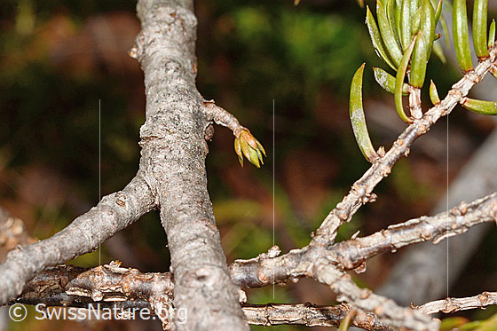 Photo: Juniperus communis subsp. Saxatilis. Branch.