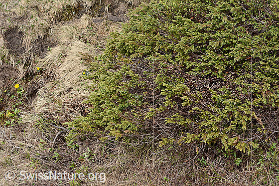 Foto: Alpen-Wacholder (Juniperus communis subsp. saxatilis). Ganze Pflanze (Habitus).