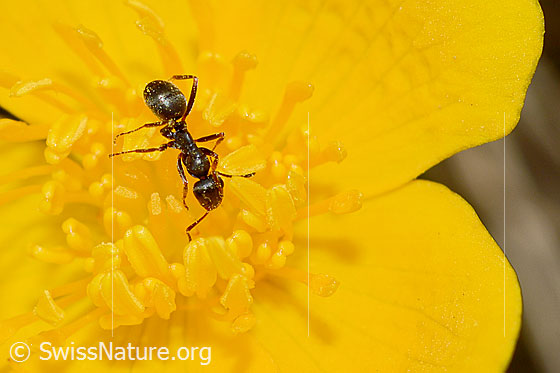 Foto: Formica lemani (Waldameise) auf Sumpf-Dotterblume (Caltha palustris). Länge 4.5 - 6.5mm. Ansicht von schräg oben.