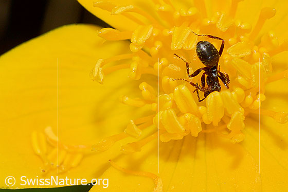 Foto: Formica lemani (Waldameise) auf Sumpf-Dotterblume (Caltha palustris). Länge 4.5 - 6.5mm. Ansicht von hinten oben.