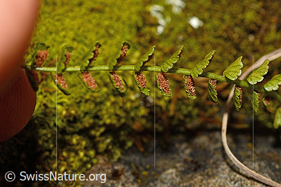 Foto: Grünstieliger Streifenfarn (Asplenium viride). Stiel und Seitenfiedern. Unterseite mit Sori.