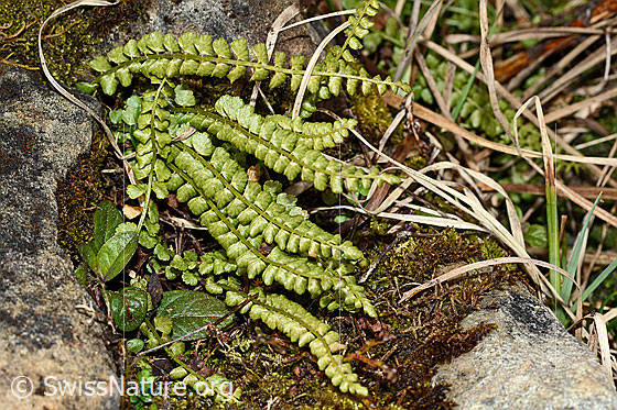 Photo: Asplenium viride. Whole plant (habiti).