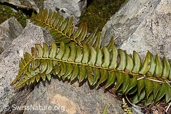 Foto: Lanzenfarn (Polystichum lonchitis). Ganze Pflanze (Habitus).