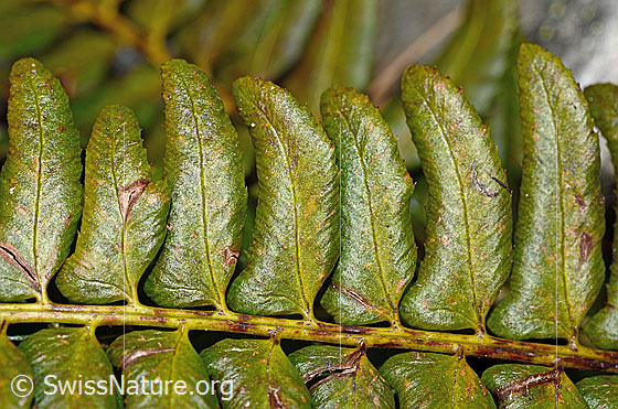 Foto: Lanzenfarn (Polystichum lonchitis). Blätter und Stängel. Blattoberseite.