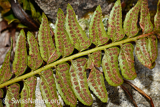 Foto: Lanzenfarn (Polystichum lonchitis). Stängel und Blätter. Blattunterseite mit Sori.