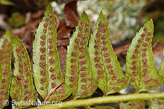 Foto: Lanzenfarn (Polystichum lonchitis). Blattunterseite mit Sori.