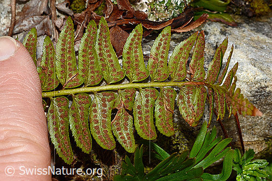 Foto: Lanzenfarn (Polystichum lonchitis). Stängel und Blätter. Blattunterseite mit Sori.