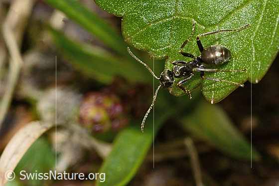Foto: Wahrscheinlich Formica lemani (Waldameise). Länge 4.5 - 6.5mm. Ansicht von hinten oben.