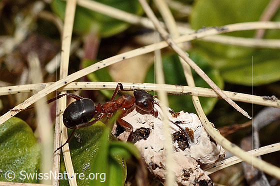 Foto: Wahrscheinlich Grosse Kerbameise (Formica exsecta). Länge 4 - 7.5mm. Ansicht von schräg oben.