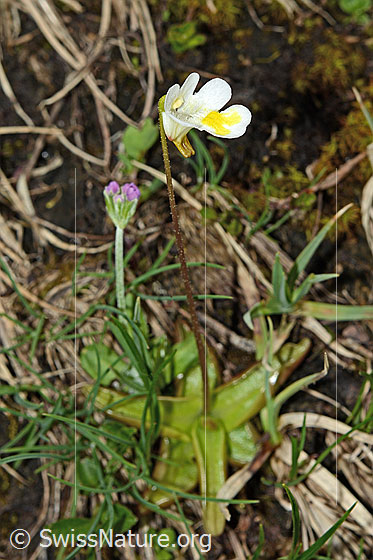 Photo: Pinguicula alpina. Whole plant (habiti).