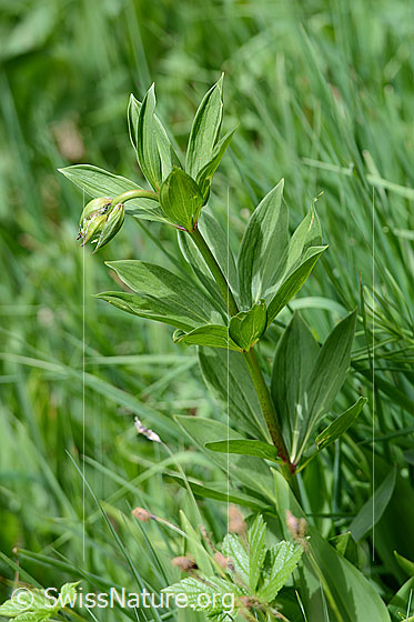 Foto: Türkenbund (Lilium martagon). Ganze Pflanze (HApitus). Blüten noch nicht geöffnet.