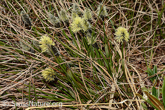 Foto: Wahrscheinlich Frühlings-Segge (Carex caryophyllea). Ganze Pflanze (Habitus).