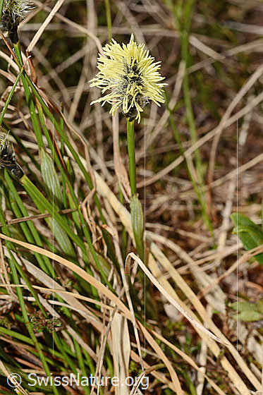 Foto: Wahrscheinlich Frühlings-Segge (Carex caryophyllea). Rispe und Stängel.