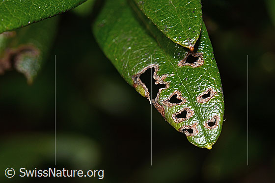 Photo: Rhododendron ferrugineum. Top of the leaf with traces of frass.