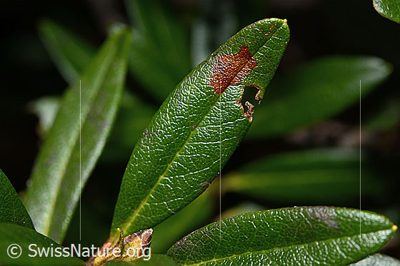 Photo: Rhododendron ferrugineum. Leaf top.