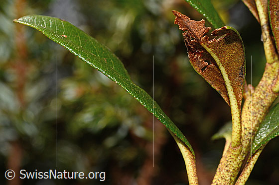 Photo: Rhododendron ferrugineum. Rust-coloured leaf underside and knots.