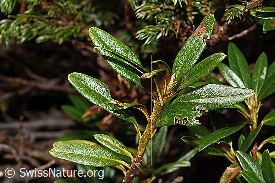 Photo: Rhododendron ferrugineum. Branch with leaves.