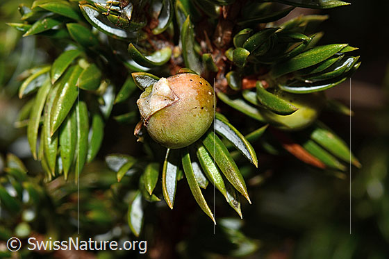 Photo: Juniperus communis ssp. Saxatilis. Berry and needles.