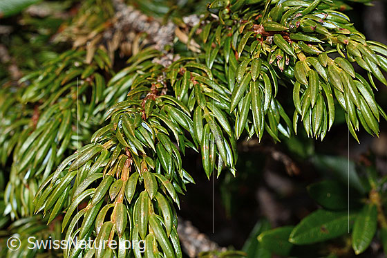 Photo: Juniperus communis ssp. Saxatilis. Needles.