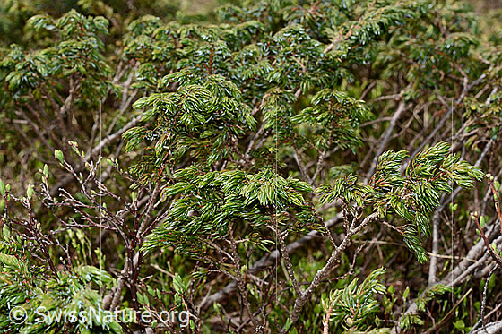 Photo: Juniperus communis ssp. Saxatilis. Branches and needles.
