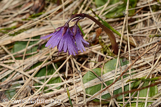 Photo: Soldanella alpina. Whole plant (habiti).