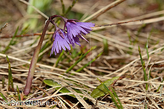 Photo: Soldanella alpina. Whole plant (habiti).