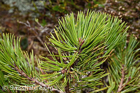 Photo: Pinus mugo. Branches and needles.