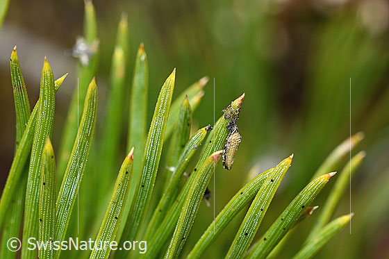 Photo: Pinus mugo. Needles.