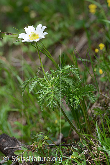 Foto: Weisse Alpen-Anemone (Pulsatilla alpina). Ganze Pflanze (Habitus).